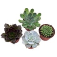 thumbnail image 4 of Echeveria Succulent Assortment, 3 inch Potted Live Variety Set, 4 of 9
