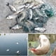 thumbnail image 4 of Red de pesca de malla de pesca de carpa de tres capas redes de plomo de fundición grande para exteriores, 4 of 9