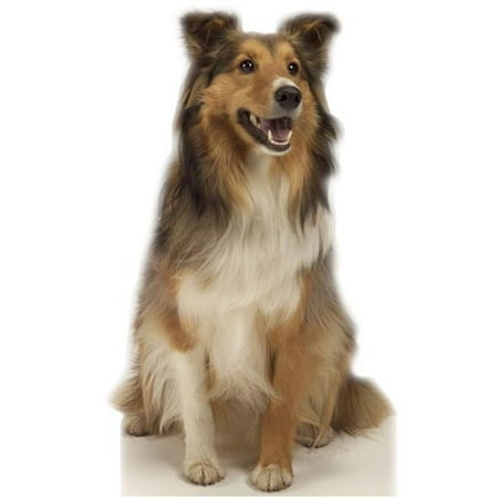 Advanced Graphics 624 Collie Dog Life-Size Cardboard Stand-Up