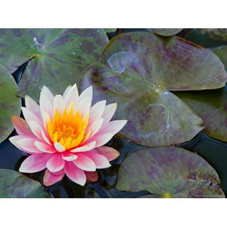 Water Lilies in Pool at Darioush Winery, Napa Valley, California, USA Print Wall Art By Julie (Best Wineries In Montalcino)