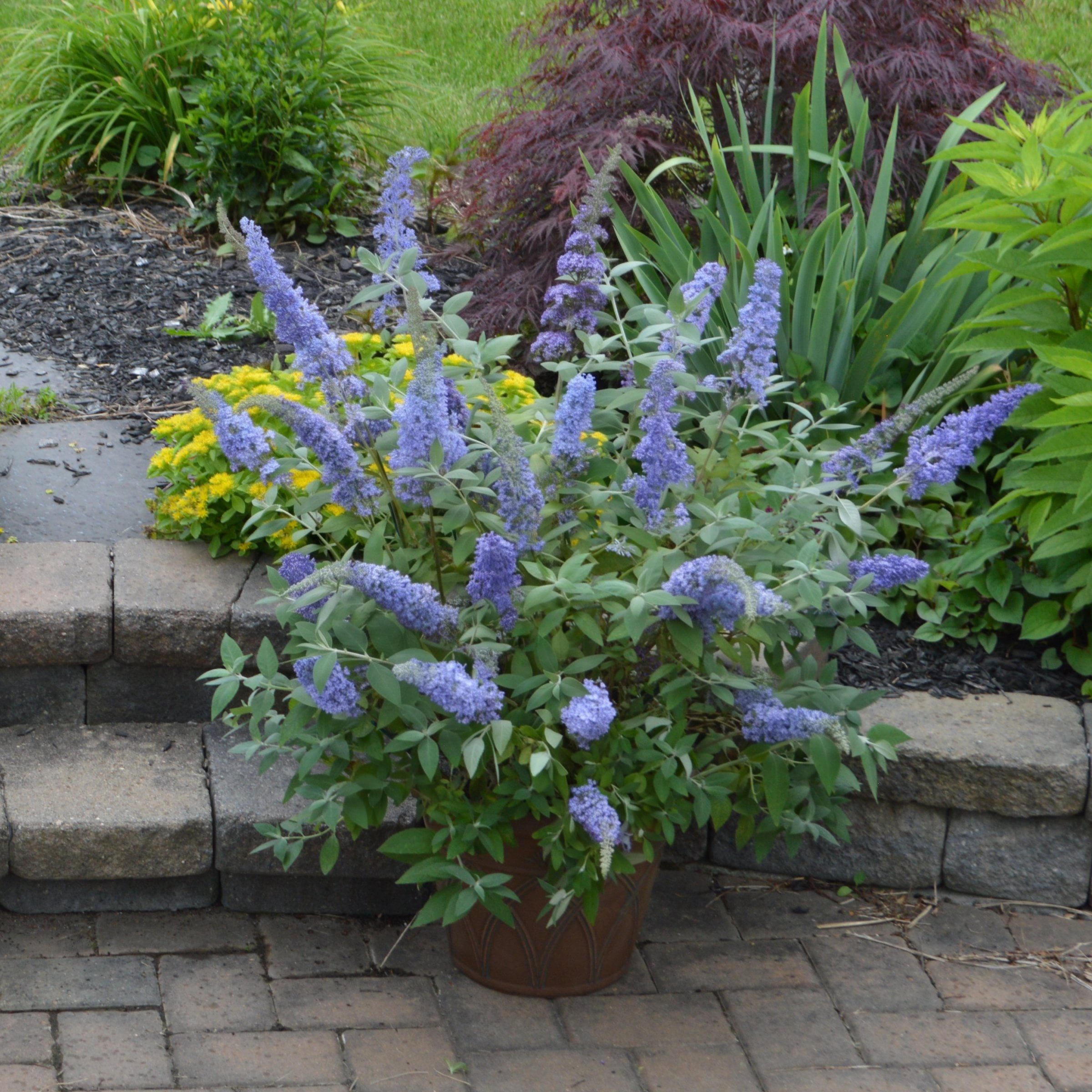 National Plant Network 3.25 in. Buddleia Sky Blue Buzz (16-Pack)