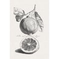 thumbnail image 3 of Unknown 17x24 Black Modern Framed Museum Art Print Titled - Antique Lemons and Oranges IV, 3 of 5