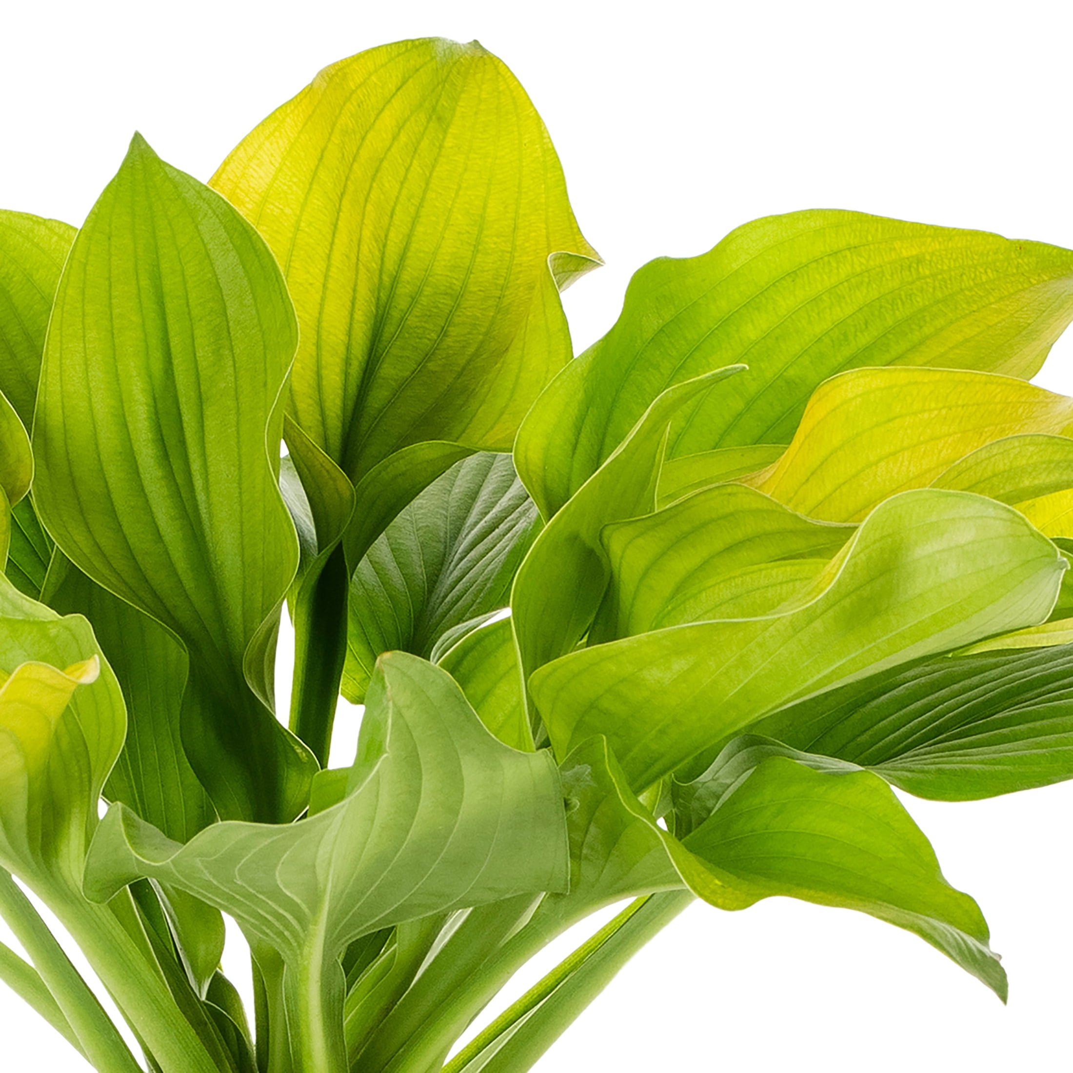 Expert Gardener 2QT Green Hosta Live Perennial Plant Sun 3-Pack
