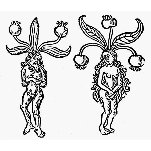 Botany: Mandrake, 1476. /Nrepresented In The Male And Female Forms. Woodcut From Peter Sch_Ffer'S 'Hortus Sanitatis.' Poster Print by  (24 x 36)
