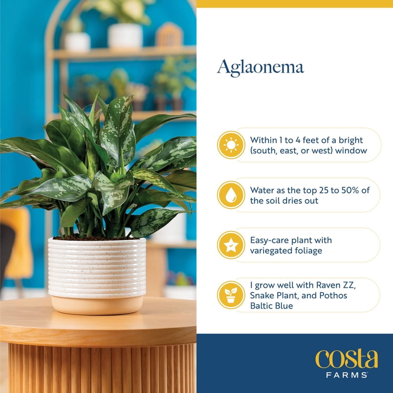 Costa Farms 22" Aglaonema Medium House Plants in 10" Grower Pot -  Walmart.com