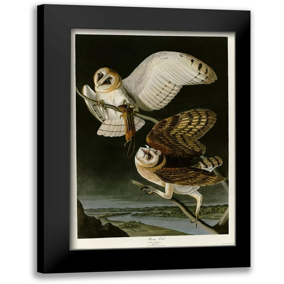 Vintage Apple Collection 11x14 Black Modern Framed Museum Art Print Titled - Barn Owl