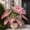 Mix-A, variant on Elephant Ear, Easy Grow- Ideal for Beds Borders-Low Maintenance, -Plant Pots & Planters,