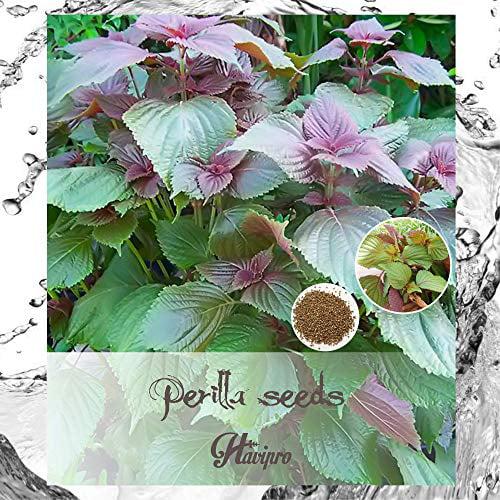 100 Perilla Flower Seeds Garden Extraordinary Beautiful Decorative Annual Plants 