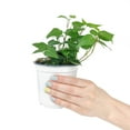 thumbnail image 2 of Ivy Hedera Plant (4"+ Minimalist Pot) - Best Air-purifying Trailing Houseplant for Home and Office Decoration, 2 of 6