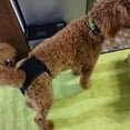 thumbnail image 5 of YUEHAO Pet Supplies Pet Reusable Diapers Durable Washable Sanitary Wraps Menstruation Diapers Panties Sanitary Briefs For Pets Pet Underwear Black, 5 of 9