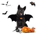 thumbnail image 4 of 1 Pce Costume de Chat Chauve-Souris Halloween avec Clochette, 4 of 9