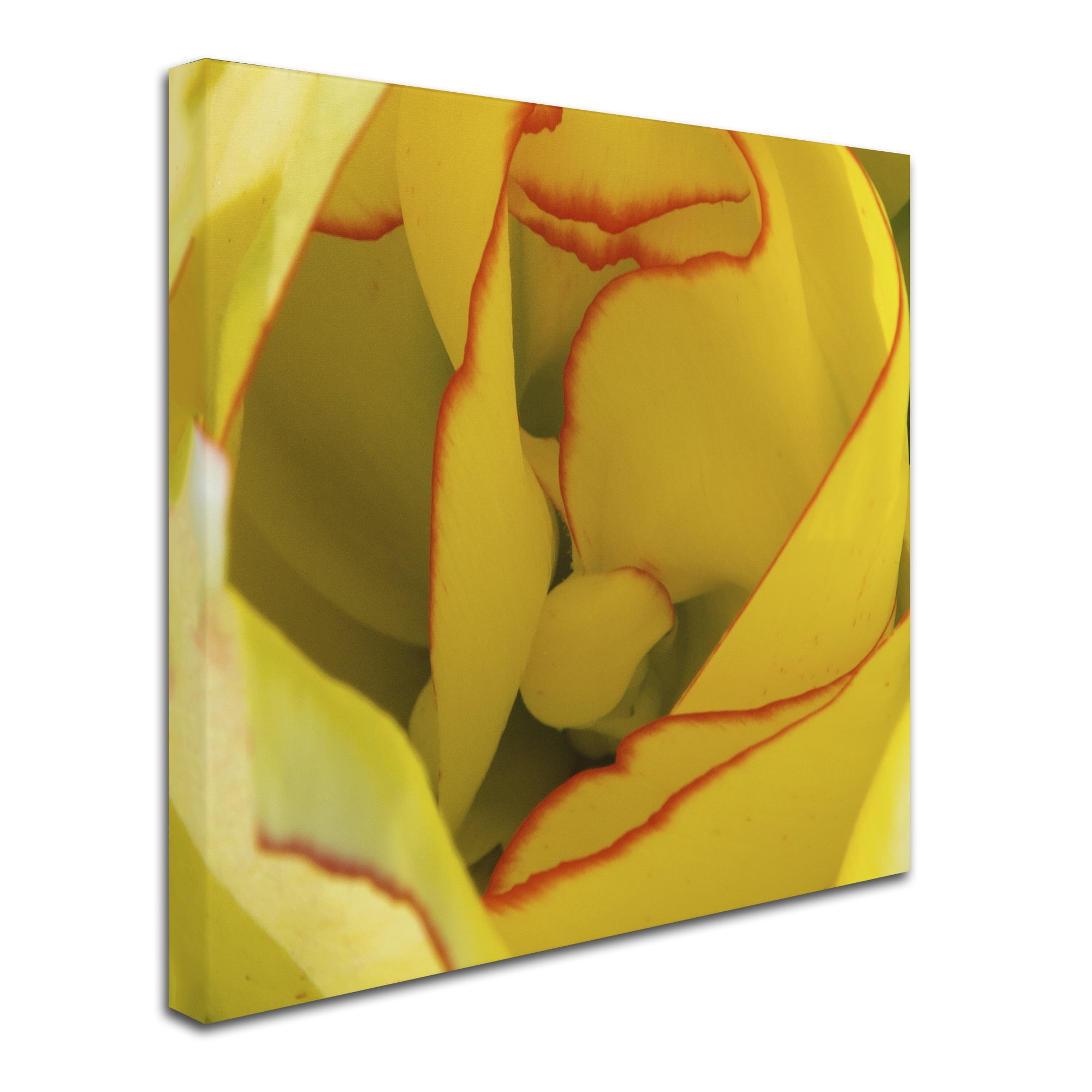 Trademark Fine Art "Inside a Beautiful Tulip" Canvas Art by Kurt Shaffer