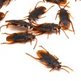 thumbnail image 1 of Halloween Prank Prop Plastic Creative Realistic Prank Animal Creepy Bug Toy, 1 of 10