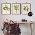thumbnail image 3 of Stupell Industries Les Palmiers Botanical Trio Botanical & Floral Painting Brown Floater Framed Canvas Art Print Wall Art, 25 x 31, Set of 3, 3 of 9