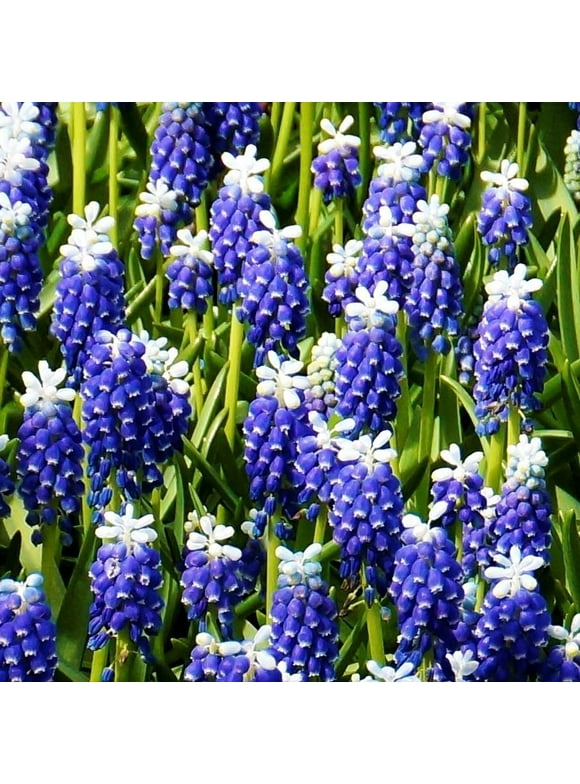 Hyacinth Bulbs in Plant Bulbs
