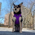 thumbnail image 4 of Voyager Step-In Lock Dog Harness & Reflective Leash Set w/ Neoprene Handle 6ft - For Small to Large Breed Dogs/ Cats, Cute & Heavy-Duty for Walking, Running & Training - Purple Purple Trim, M, 4 of 9