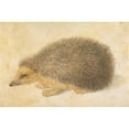 thumbnail image 2 of Hans Hoffmann 14x11 Gold Ornate Wood Frame and Double Matted Museum Art Print Titled - And Heddog (Erinaceus Raumanicus) (Bions of 1584), 2 of 4