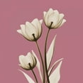 thumbnail image 2 of Koetsier, Albert 20x20 Gold Ornate Wood Framed with Double Matting Museum Art Print Titled - Pink Luster Tulips, 2 of 4