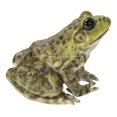 thumbnail image 4 of Figurine Hi-Line Gift Ltd American Bullfrog, poliresina verde, 4 of 7