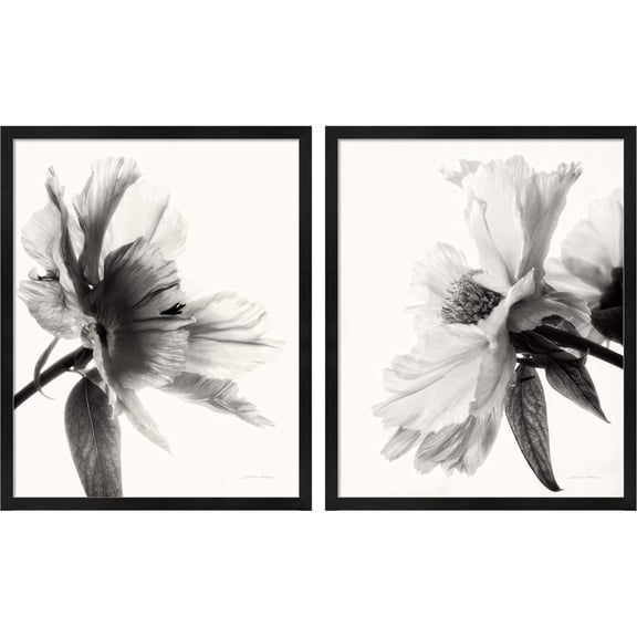 Great Art Now Translucent Peony BW by Debra Van Swearingen, 2 Piece Framed Art Set Each 17.25"W x 21.25"H