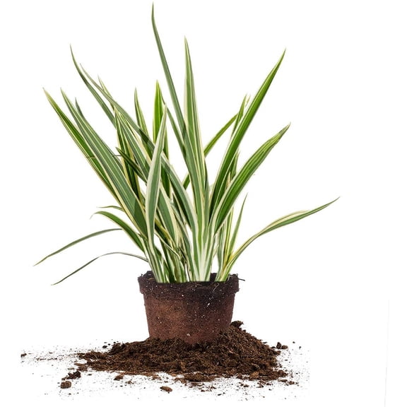1 Gal. Variegated Flax Lily - Drought Tolerant - Indoor or Outdoor Flowering Accent Grass
