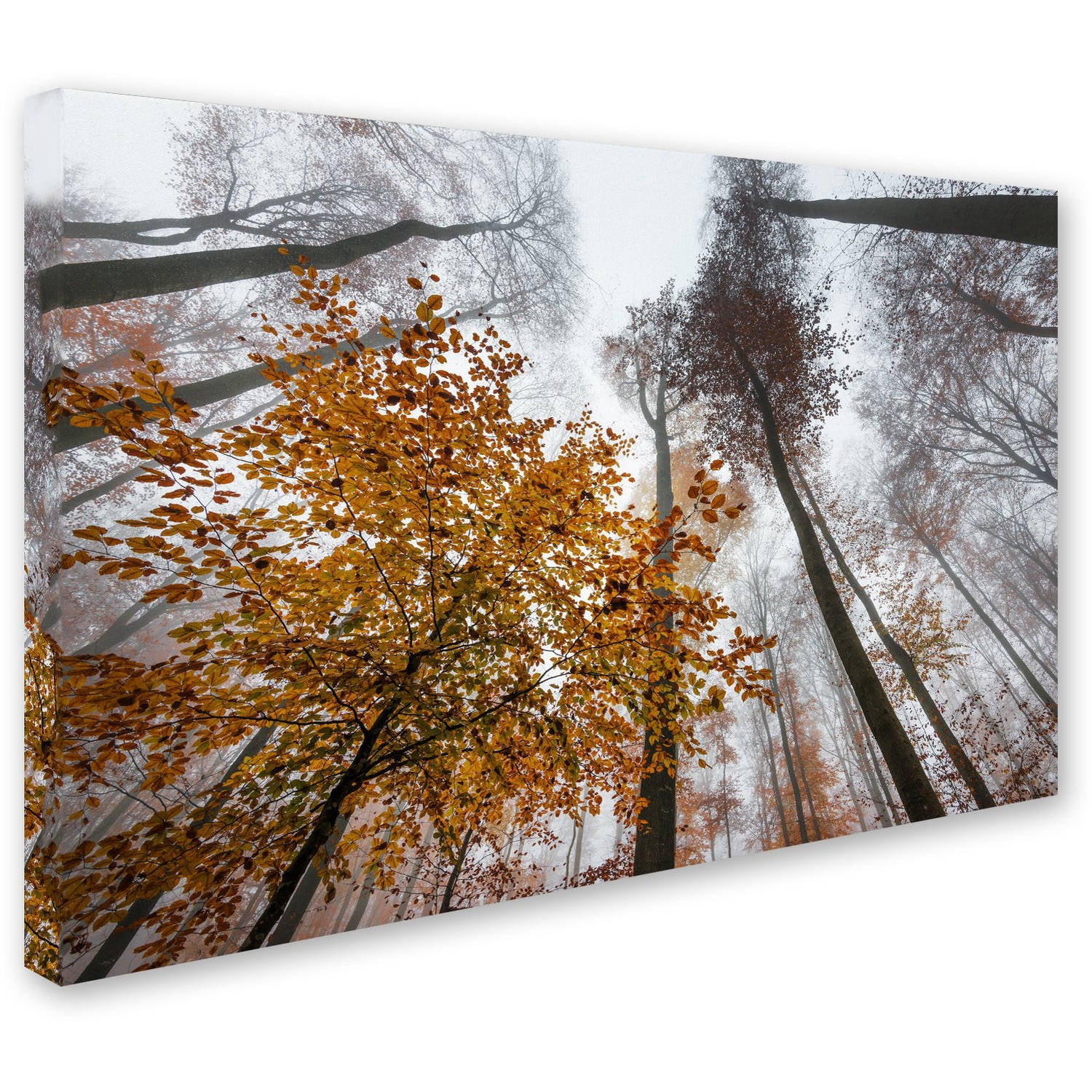 Trademark Fine Art "Daydreamer" Canvas Art by Philippe Sainte-Laudy