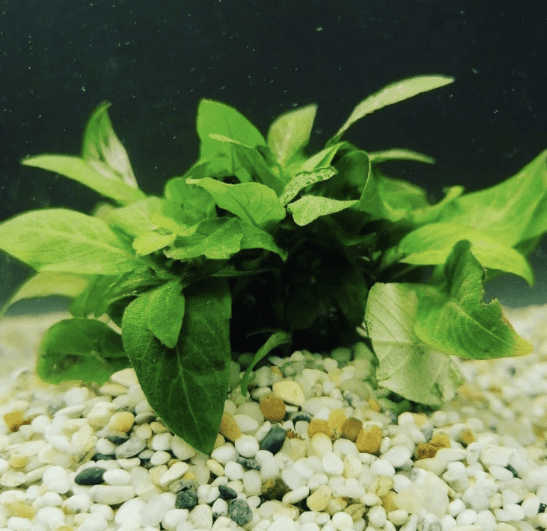 Dwarf Nomaphila Siamensis Live Aquarium Plant Bundle – Freshwater Aquatic Stem Plant for Fish Tanks & Aquascaping