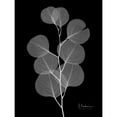 thumbnail image 3 of Koetsier, Albert 19x24 Black Modern Framed Museum Art Print Titled - Eucalyptus E196, 3 of 5