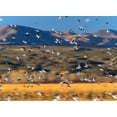 thumbnail image 2 of Fitzharris, Tim 32x25 Black Ornate Wood Framed with Double Matting Museum Art Print Titled - Snow Geese and Sandhill Cranes-Bosque del Apache National Wildlife Refuge-New Mexico, 2 of 4