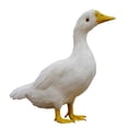 thumbnail image 4 of de Aves de Corral de Animales Artificiales, Piel de Jardín, s Artificiales , ganso, 4 of 4