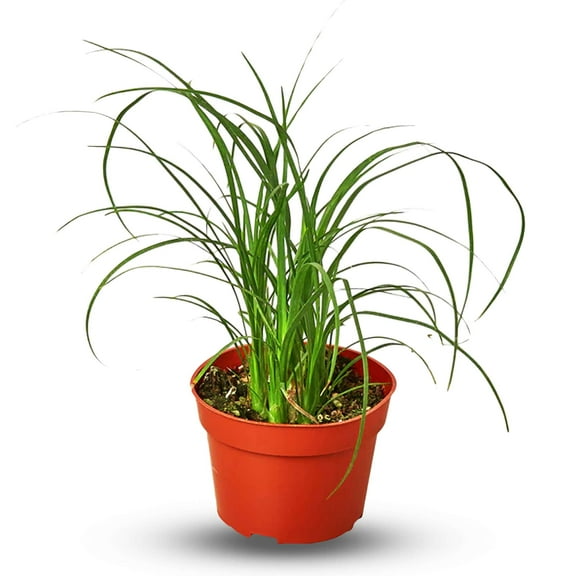 Palm Ponytail Live Plant for Indoor | Different Houseplants in 4'' & 6'' Pot | Real House Plant for Living Room, Office, Desk & Bathroom | Beaucarnea recurvata | Ponytail Palm
