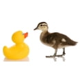 thumbnail image 2 of Baby Mallard Duck Standing Wall Decal by Wallmonkeys Peel and Stick Graphic (24 in W x 13 in H) WM42911, 2 of 4