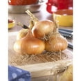 thumbnail image 1 of Tasc Onion Bulbs – Stuttgarter Yellow Onion Biennial Vegetable Plant Bulbs, 1 of 2