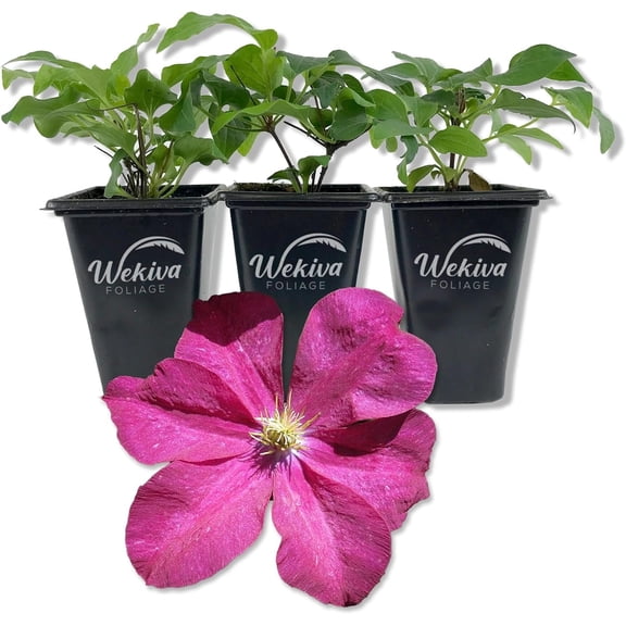 Clematis Madame Edouard Andre - 3 Live Starter Plants in 2 Inch Growers Pots - Starter Plants Ready for The Garden - Rare Clematis for Collectors