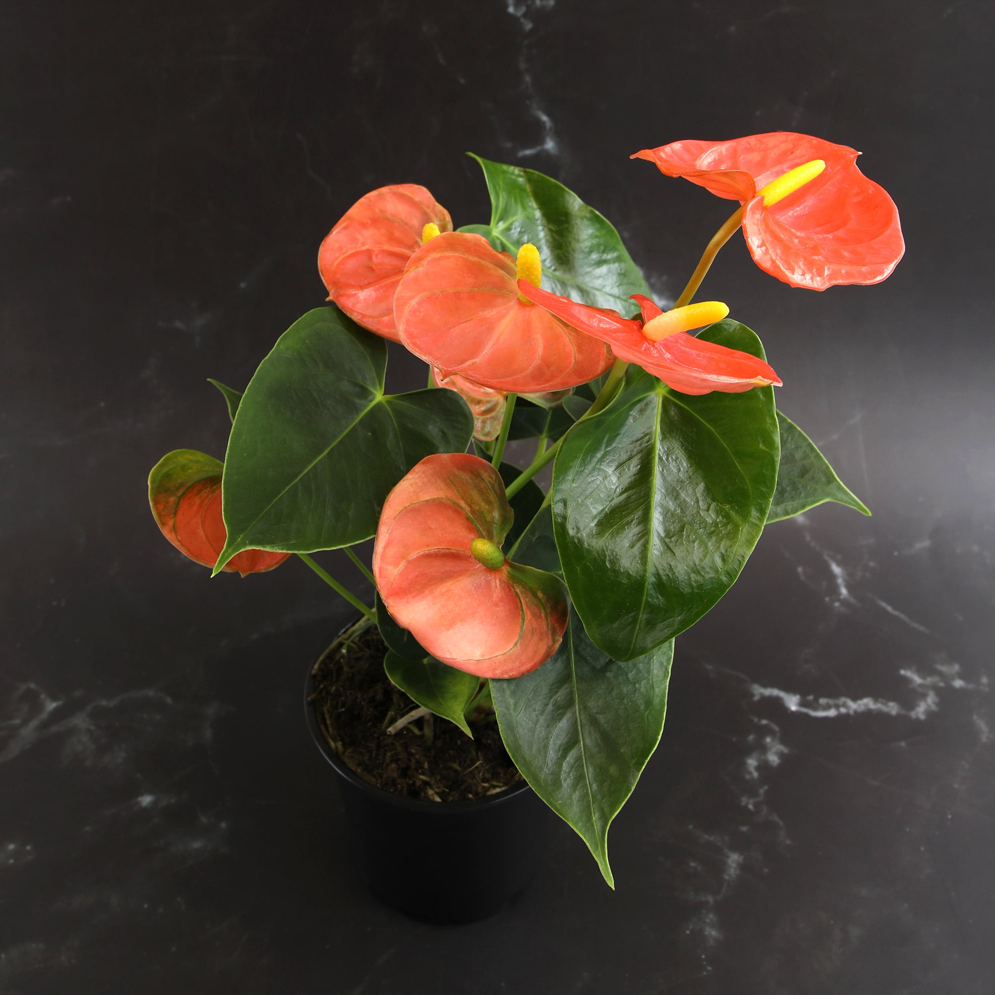 Altman Plants Orange Anthurium, 14-18" Tall Flamingo Flower, Air Purifying Easy Houseplant