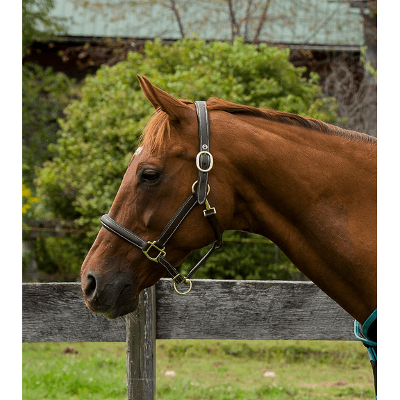 Henri de Rivel Kushy Plain Raised Halter With Flat Cheek Pieces Havana Oversize