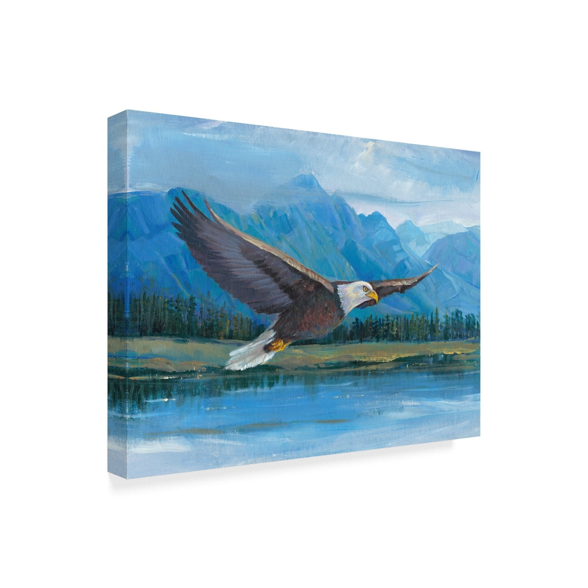 Trademark Fine Art 'Eagle Soaring Photography' Canvas Art by Tim OToole