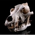 thumbnail image 2 of Escultura de calavera de animal, estatua de calavera con cabeza de lobo, modelo de calavera, artesanía de resina, decoración retro para el hogar, regalo, 2 of 5