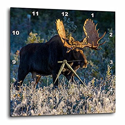 Bulls Desk Clock - 3dRose Bull moose in early morning light and frost in Riding Mountain National Park, Manitoba, Canada, Wall Clock, 13 by 13-inch