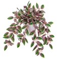 thumbnail image 1 of Planta colgante de sandía artificial Peperomia Briful Pink, 1 of 5