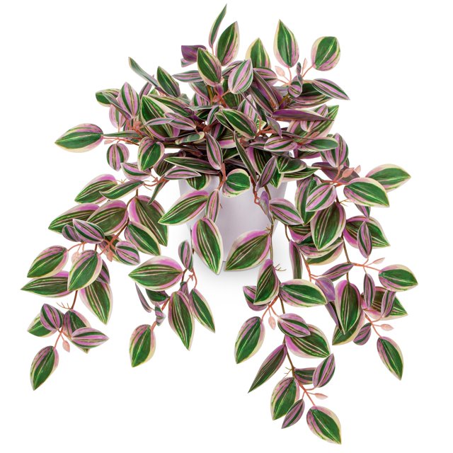 Planta colgante de sandía artificial Peperomia Briful Pink