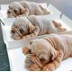 thumbnail image 2 of Molde vendedor caliente de la pasta de azúcar de las herramientas de la decoración de pasteles del silicón del diseño de Shar Pei del Amazonas oso de fresa Juguete, 2 of 6