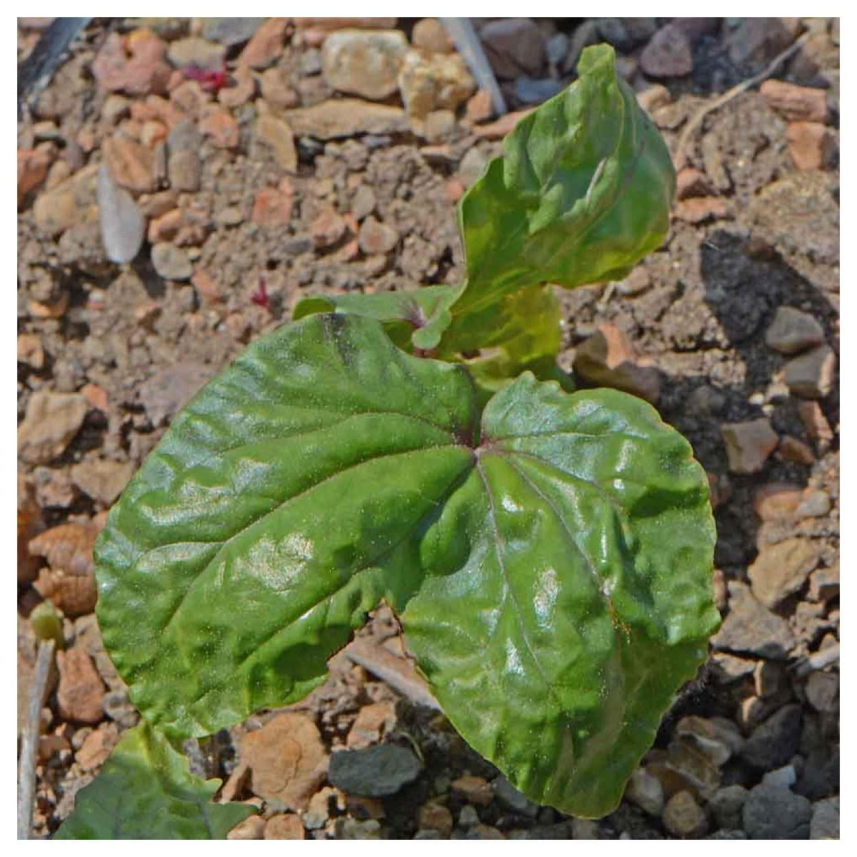 Everwilde Farms - 1 lb White Morning Glory Garden Flower Seeds - Gold Vault Bulk Seed Packet