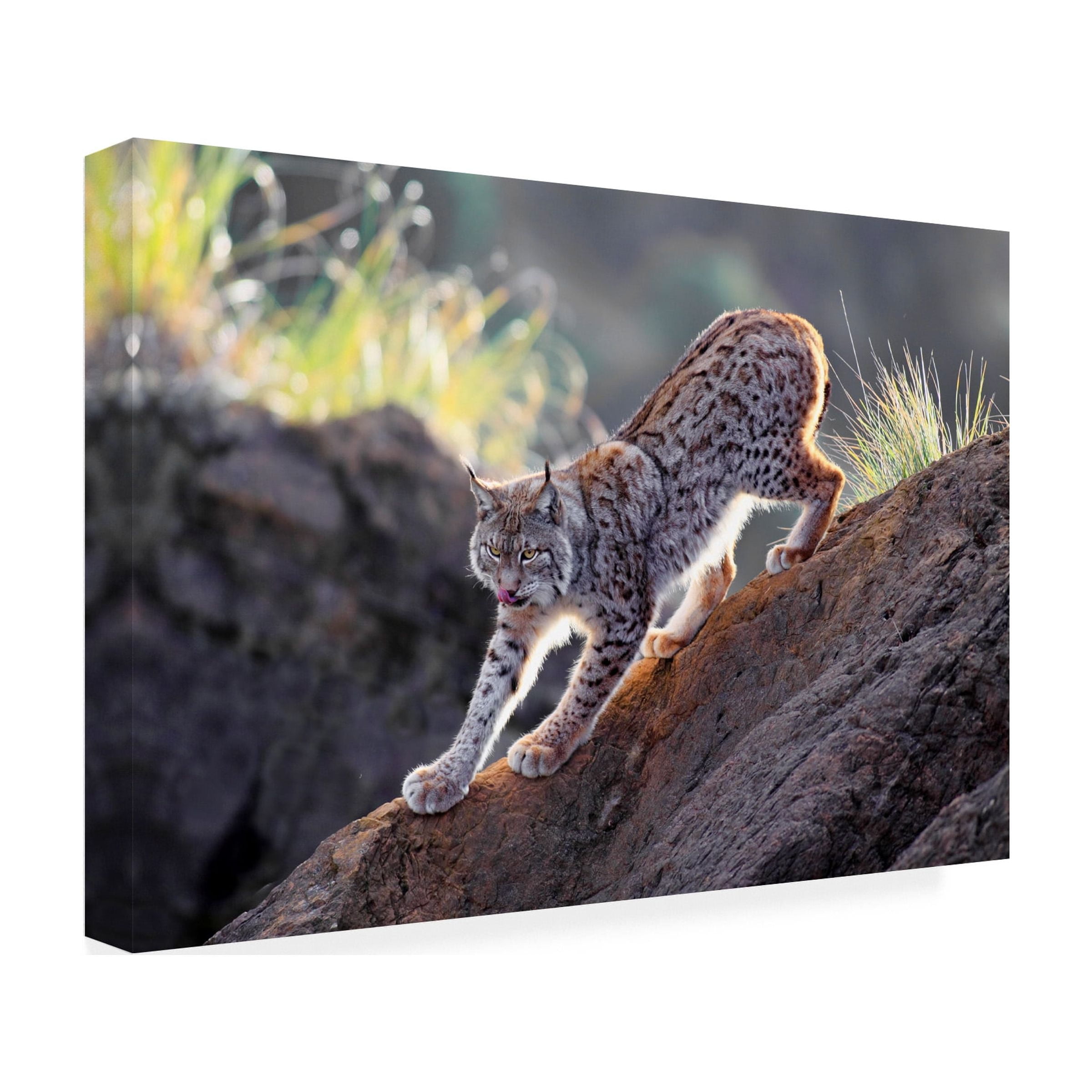 Gianfranco Barbieri 'Lynx At Sunset' Canvas Art