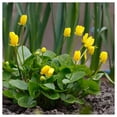 thumbnail image 2 of Everwilde Farms - 1 oz Marsh Marigold Native Wildflower Seeds - Gold Vault Bulk Seed Packet, 2 of 3