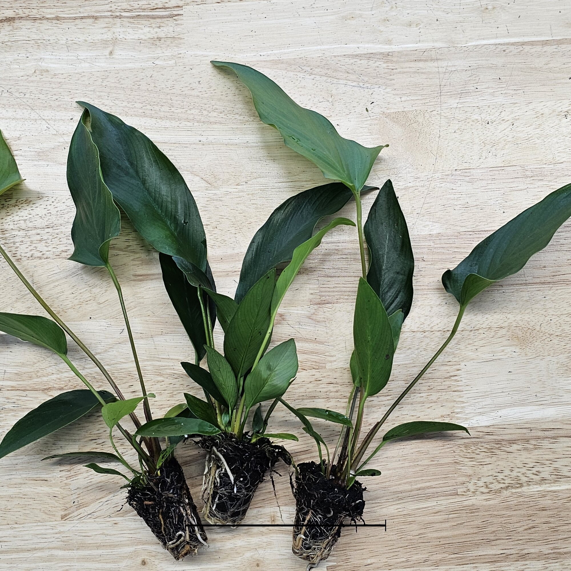 Showpiece Plant Duo Large Amazon Sword & Anubias - Our Choice (3 Pack - 6 Plants)