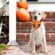 thumbnail image 5 of Uuiauoio Halloween Dog Bandanas , Pumpkin and Spider Web Bibs, Triangle Reversible Fall Pet Scarf, Adjustable Fit,Pet Scarfs Washable Pet Neckerchief, 5 of 6