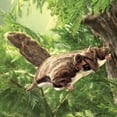 thumbnail image 4 of Flying Squirrel Puppet (Other), 4 of 4