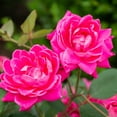 thumbnail image 3 of The Knock Out® Family of Roses 'The Pink Double Knock Out® Rose' Live Shrub in 2-Gallon Grower Pot, 3 of 12