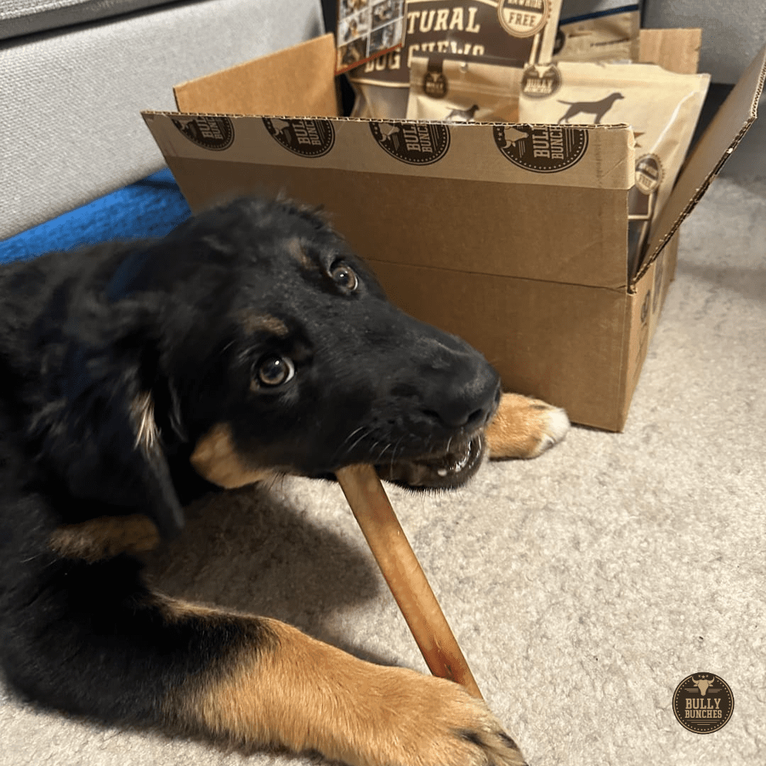 6 Inch Thick Bully Stick - 10 Pack